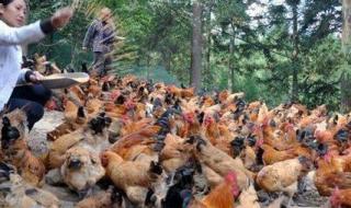 农村养殖需要多少钱